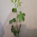 Sadnice - puzavice: Parthenocissus quinquefolia - petolisna lozica, slika1
